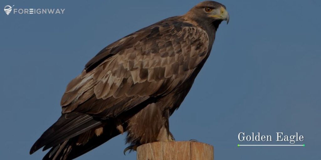 Golden Eagle in Ayubia National Park